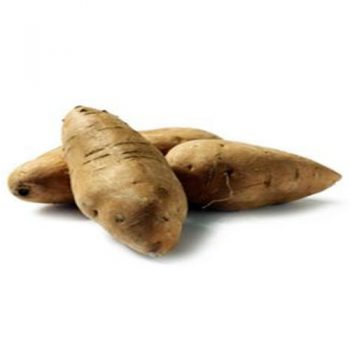 Eddos Yam Medium Size (AZU-010)