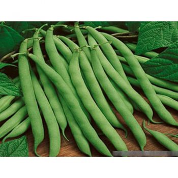 Fresh Beanes Extra Fine Green Colour (AZU-017)