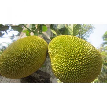 Jack Fruit (Small Size) (AZU-026)