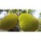 Jack Fruit (Small Size) (AZU 026)