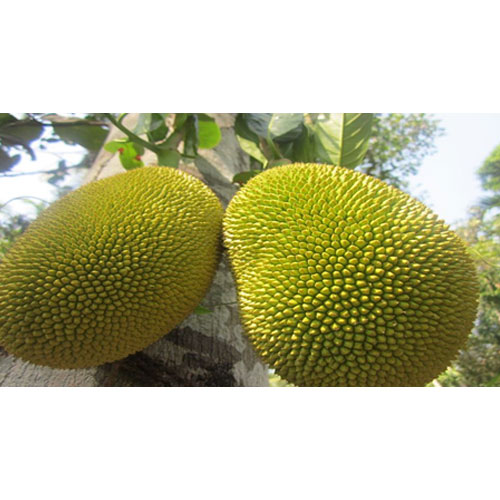 jackfruit کَٹھَل