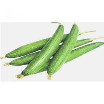 Ridge Gourd (turai) (AZK-013)