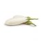White Aubergine (AZK 007) – Kenya