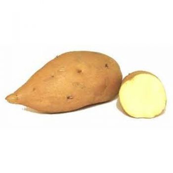 White Sweet Potato (AZU-013)