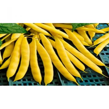 Yellow Beans Fresh One (AZU-005)