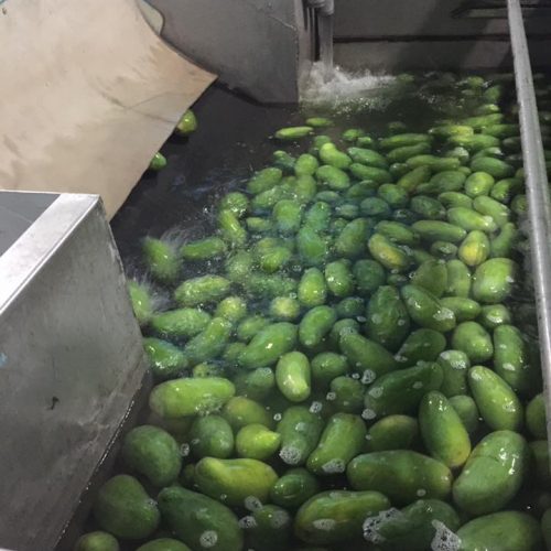 Hot Water Treatment Plant Mango(1)